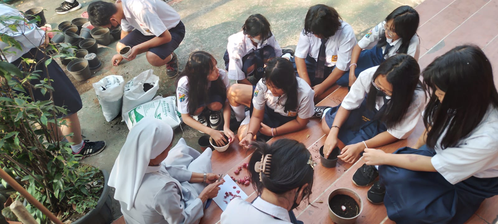 Peraktek Menanam Bawang Merah